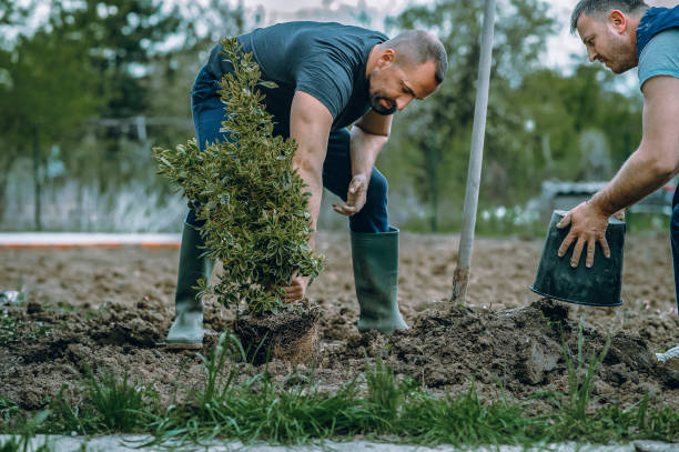 How Our Tree Care Process Works  in  Lake Mathews, CA